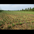 Eines der vielen Aloe Vera Felder
